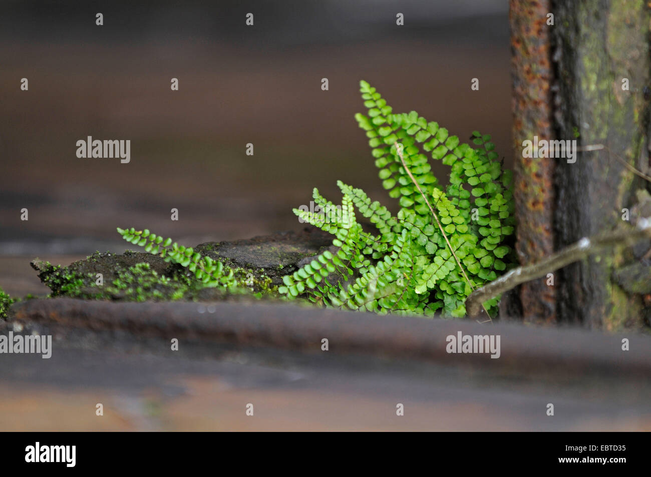 Maidenhair spleenwort, maidenhair comune (Asplenium trichomanes), su un binario, in Germania, in Renania settentrionale-Vestfalia Foto Stock