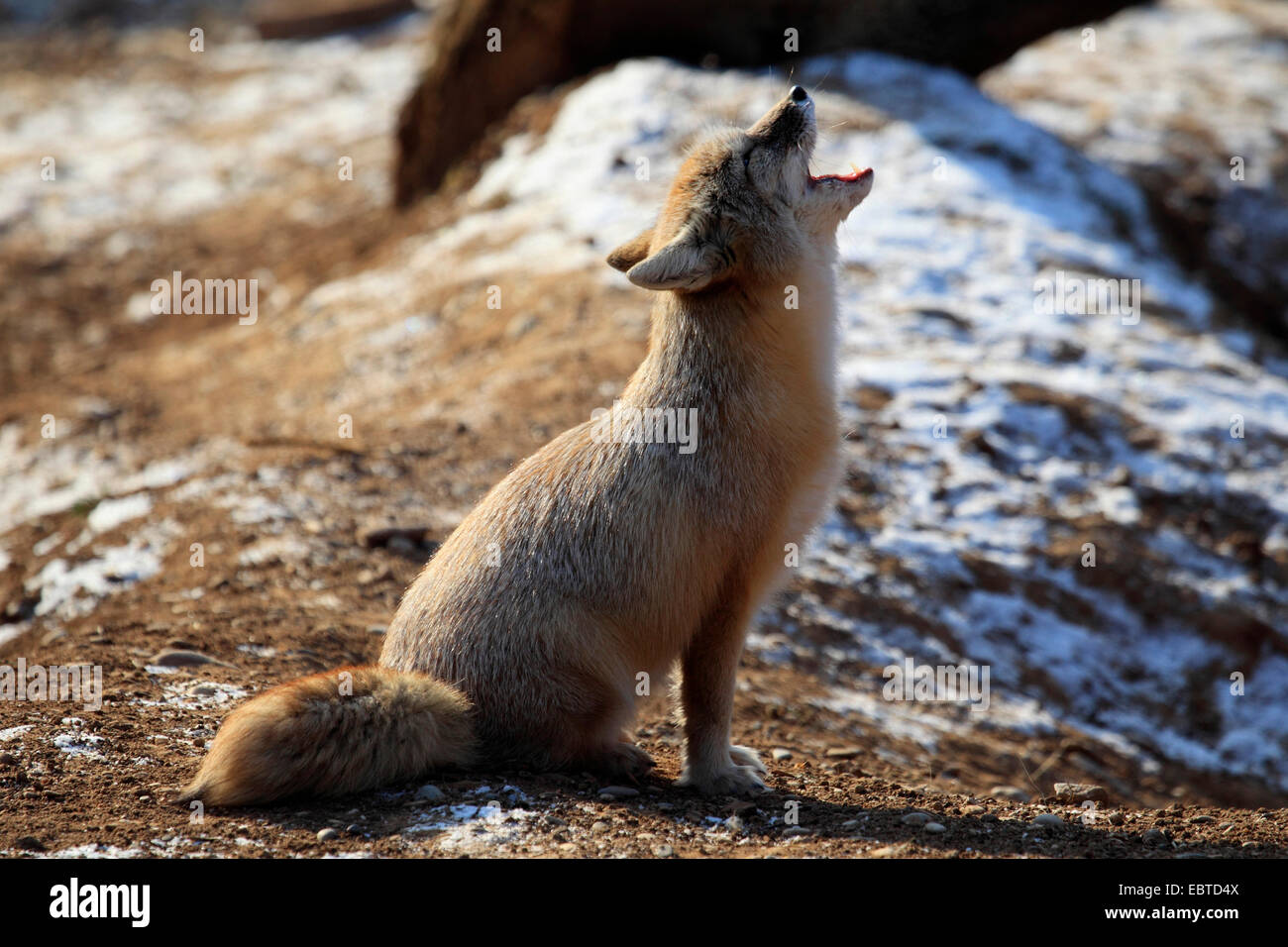 Corsac volpe (Vulpes vulpes corsac), urlando Foto Stock