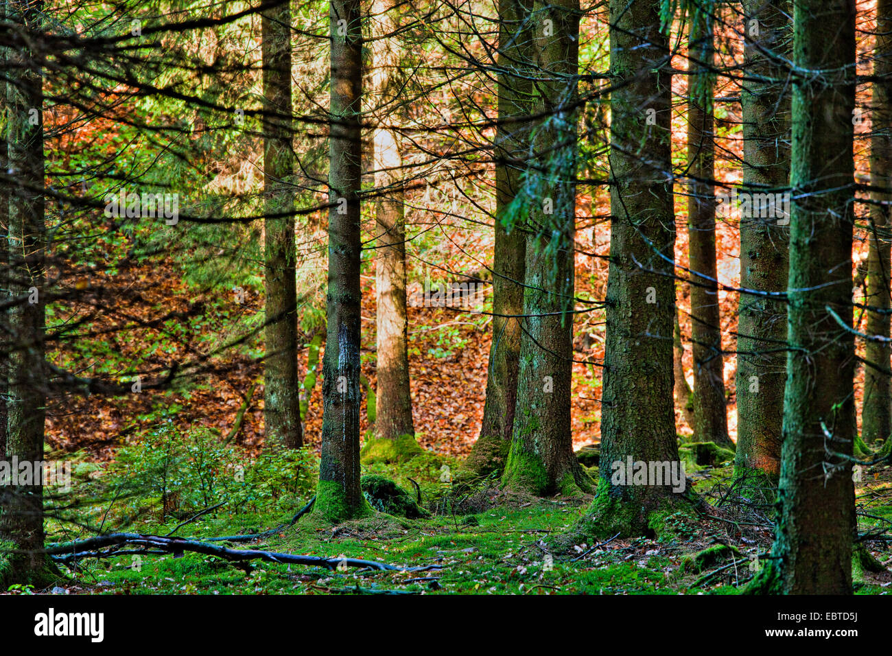 Abete (Picea spec.), la foresta di conifere, in Germania, in Renania Palatinato Foto Stock