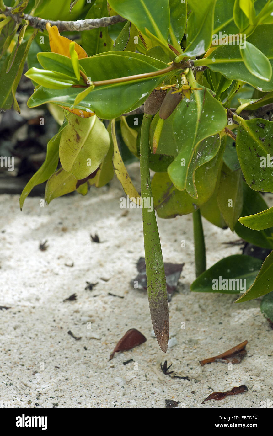 Mangrovia rossa (Rhizophora mangle), diverse fasi di sviluppo di semi di mangrovia rossa, Ecuador Isole Galapagos, genovesa Foto Stock