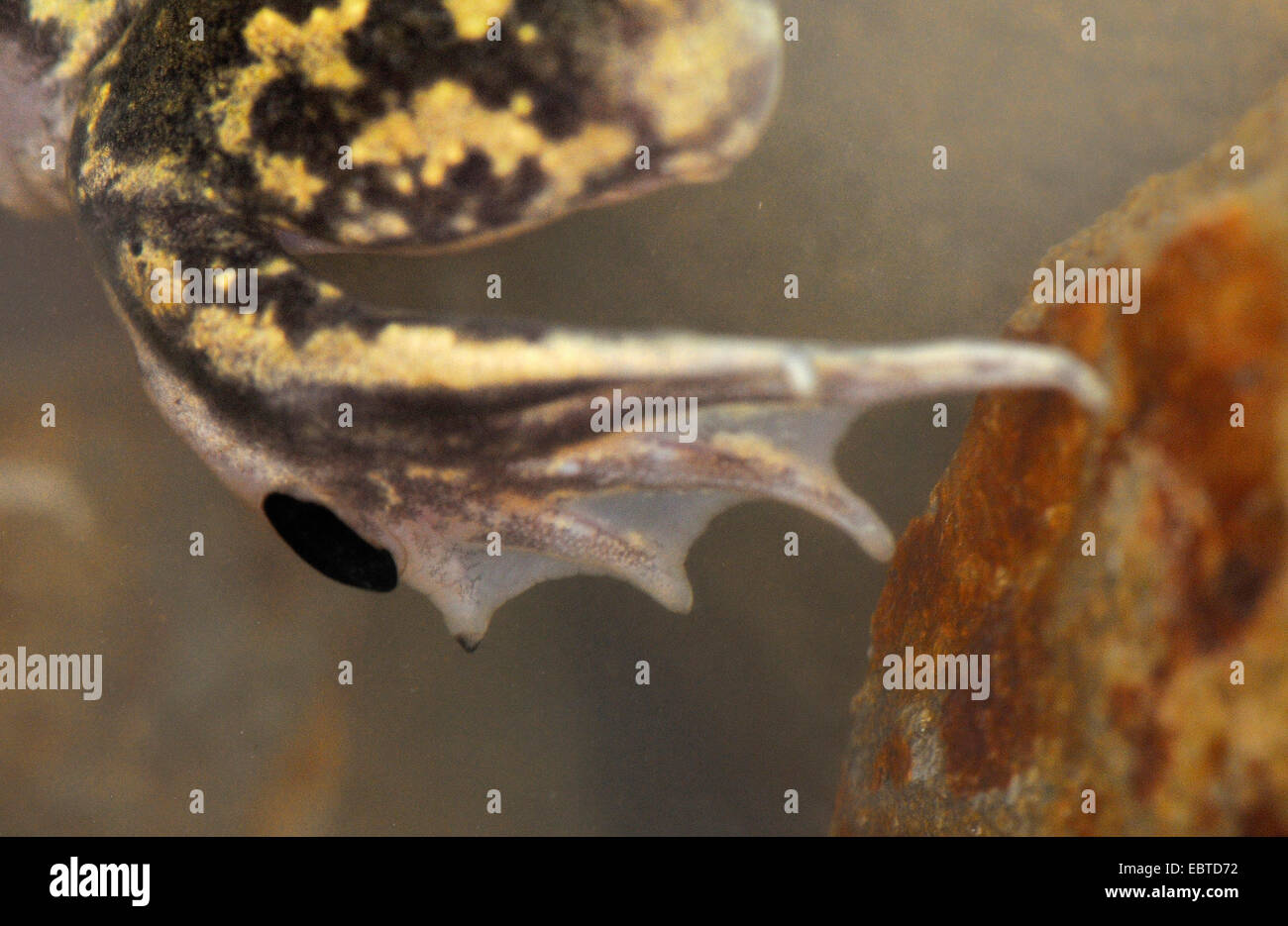 Europa occidentale, spadefoot iberica (spadefoot Pelobates cultripes), il piede di un rospo sotto l'acqua, Spagna Estremadura Foto Stock