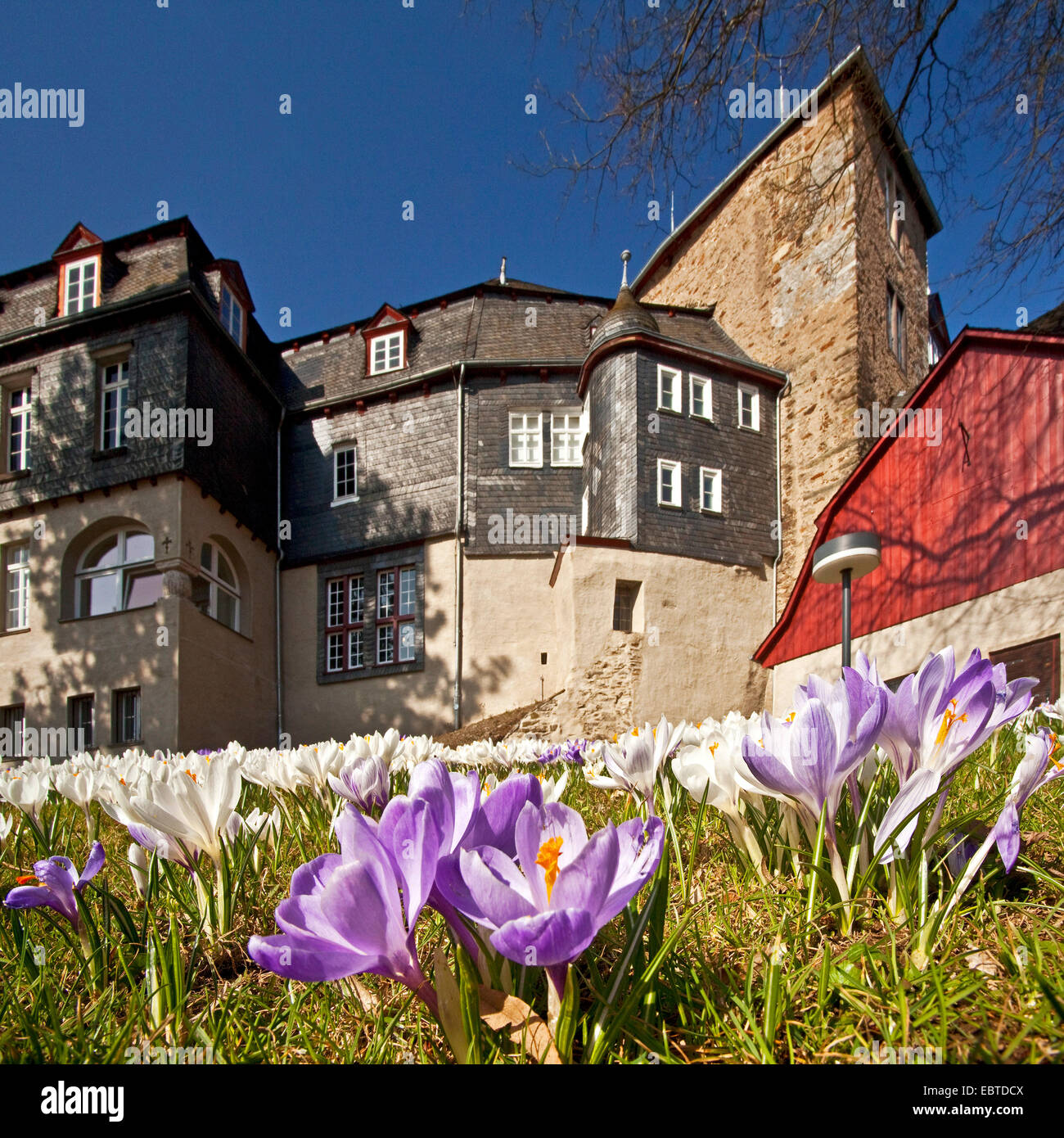 Fioriture di crochi nel giardino del palazzo di Obere Schloss, in Germania, in Renania settentrionale-Vestfalia, Siegen Foto Stock