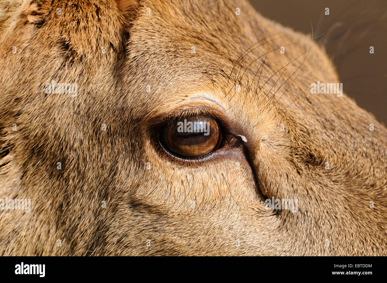 Il cervo (Cervus elaphus), occhio Foto Stock
