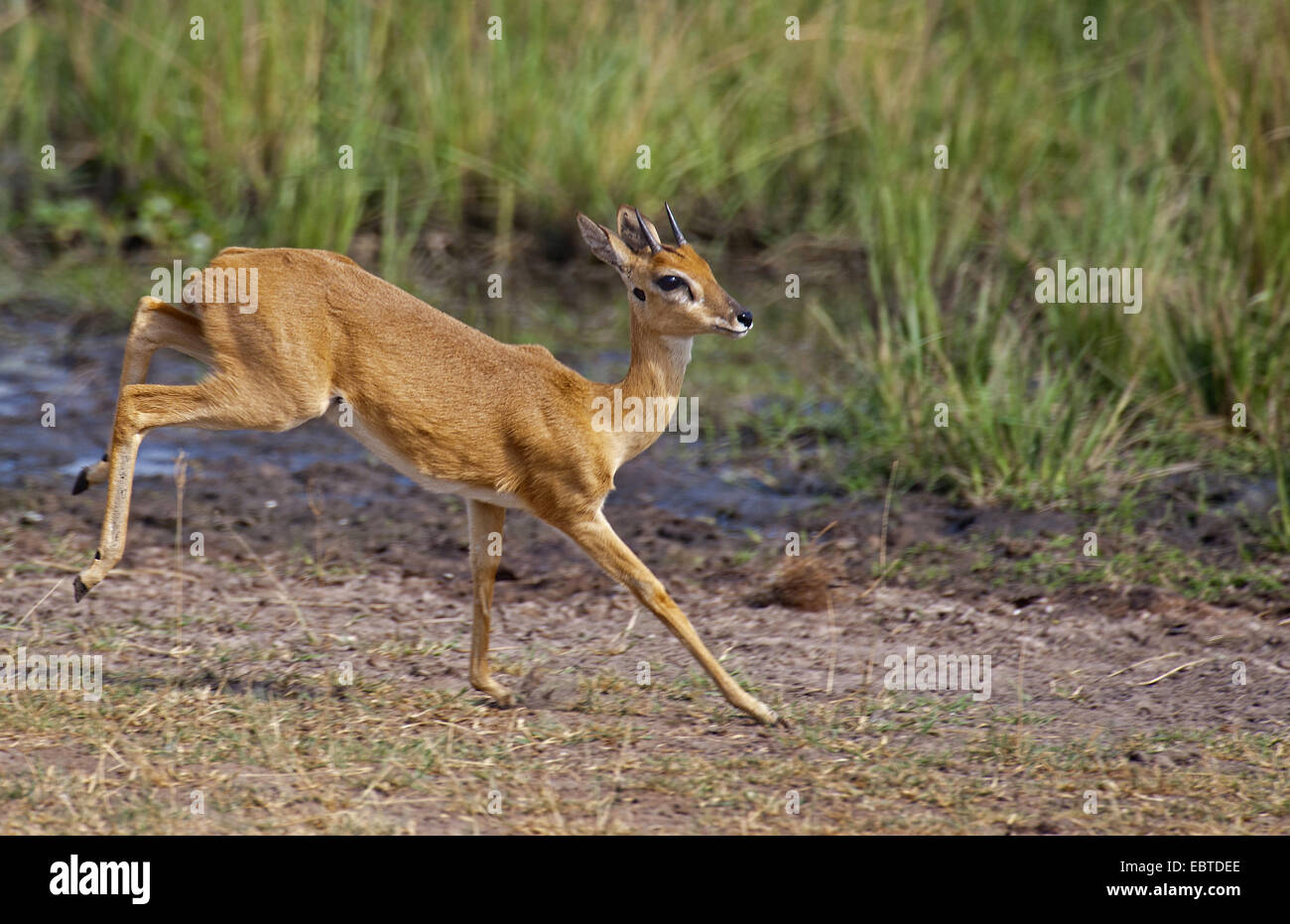 (Oribi Ourebia ourebi), in esecuzione di un foro per l'acqua, Uganda, Murchison Falls National Park Foto Stock