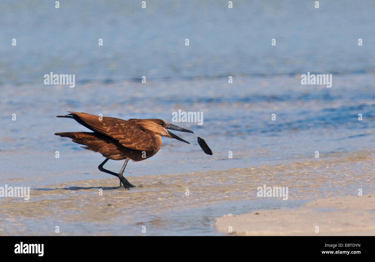 Hammercop (Scopus umbretta), catturare un pesce, Mozambico, Bilene Foto Stock
