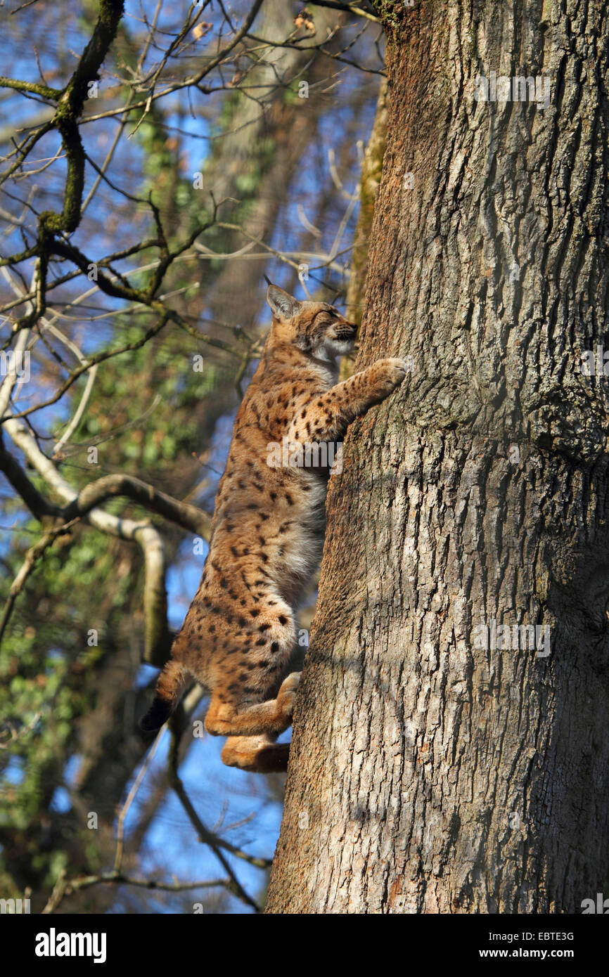 Eurasian (Lynx Lynx lynx), salendo su un albero, Germania Foto Stock