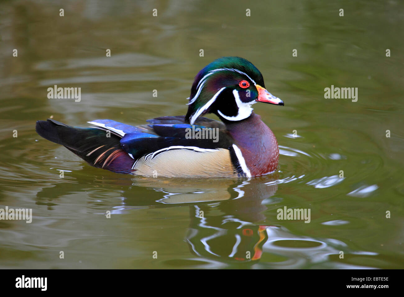 Anatra di legno (Aix sponsa), nuoto drake, Germania Foto Stock
