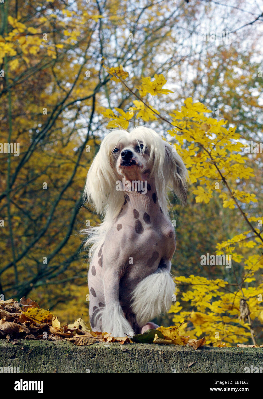 Chinese Crested Dog (Canis lupus f. familiaris), seduto su di una parete nella foresta di autunno Foto Stock