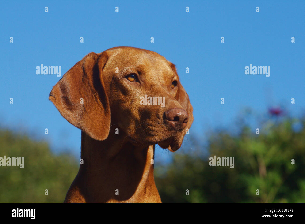 Razza di cane a pelo corto immagini e fotografie stock ad alta risoluzione  - Alamy