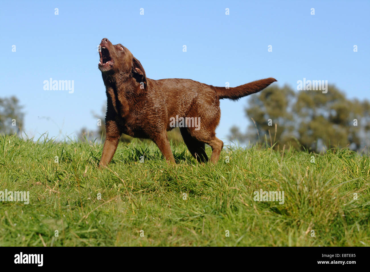 Il Labrador Retriever (Canis lupus f. familiaris), in piedi nel prato e barking, Germania Foto Stock