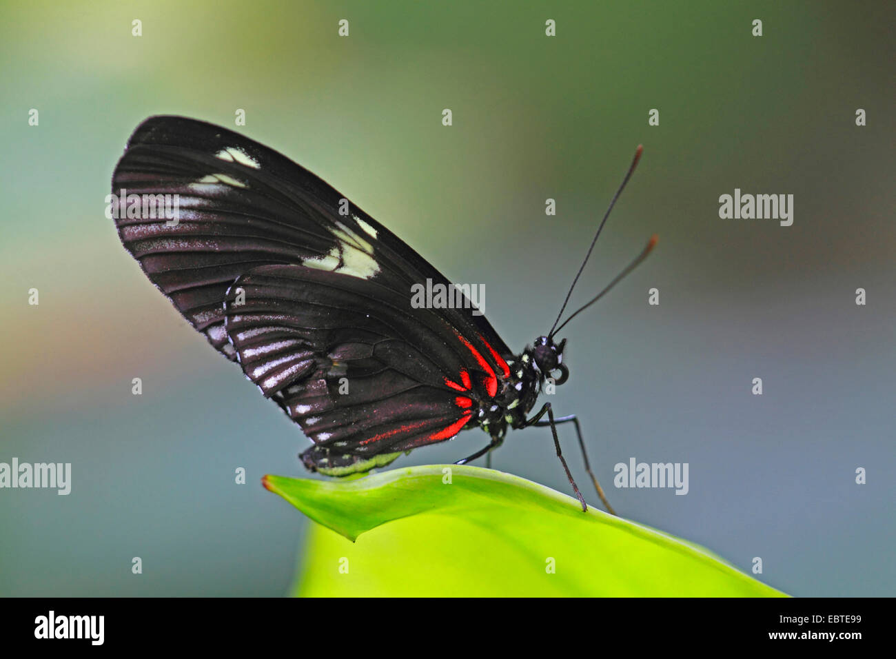 Hecales longwing, passioni flower butterfly, Tiger Longwing (Heliconius hecale), seduto su un impianto Foto Stock