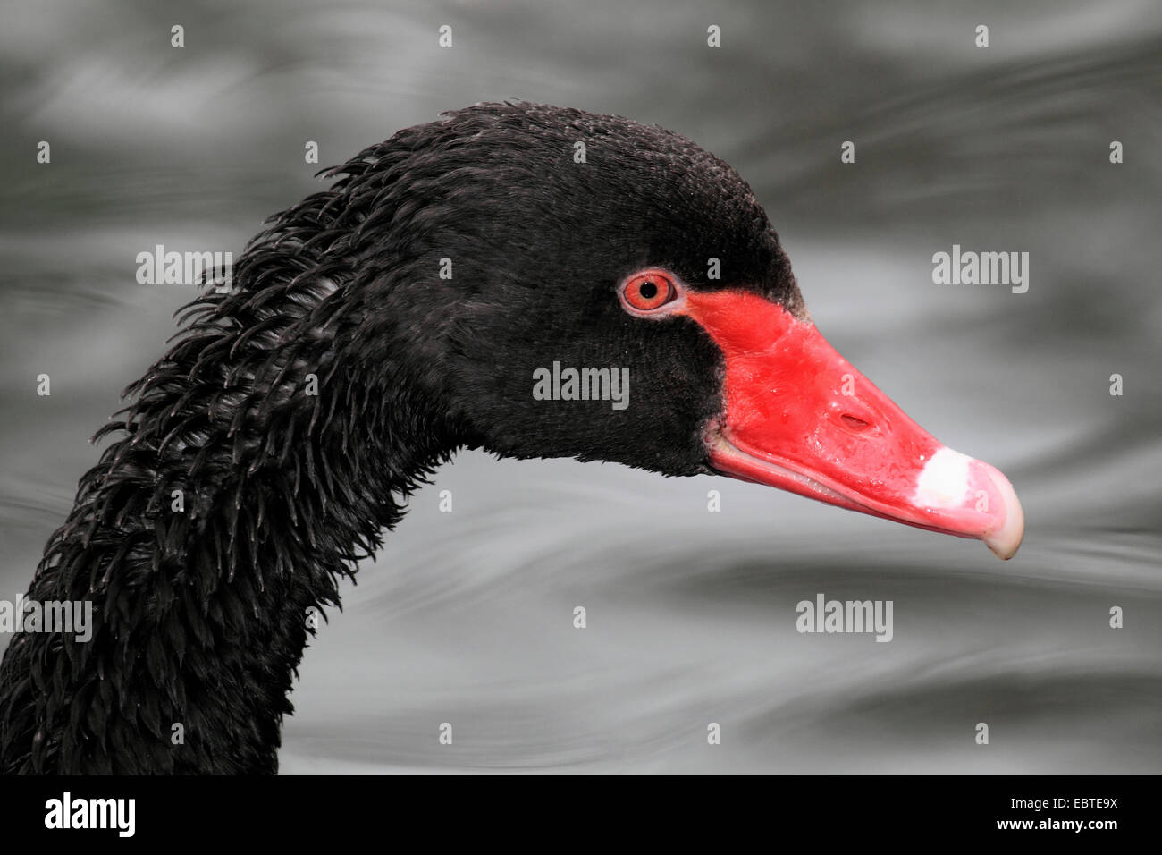 Black Swan (Cygnus atratus), ritratto Foto Stock