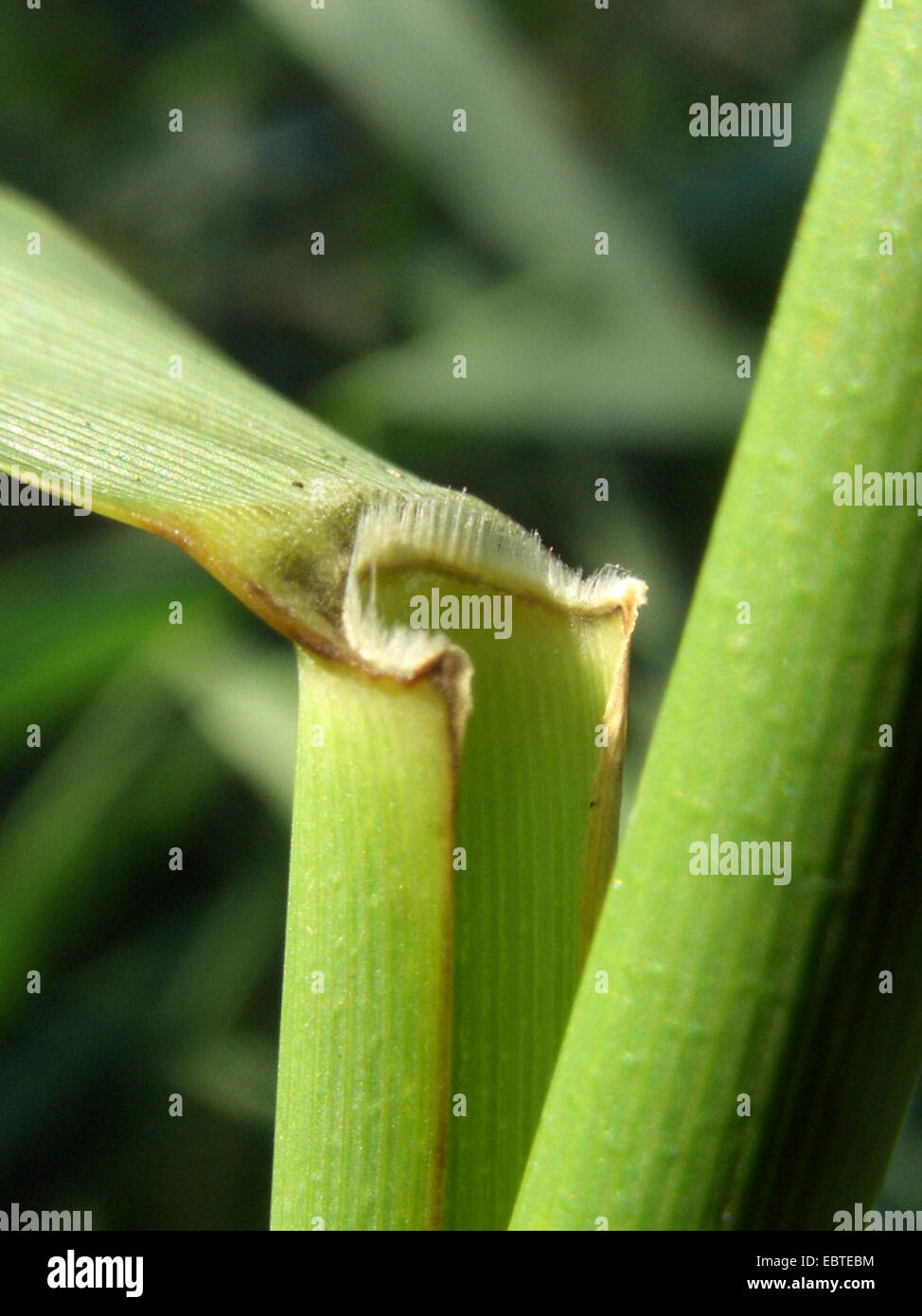 Erba reed, cannuccia di palude (Phragmites communis, Phragmites australis), ligula, Germania Foto Stock