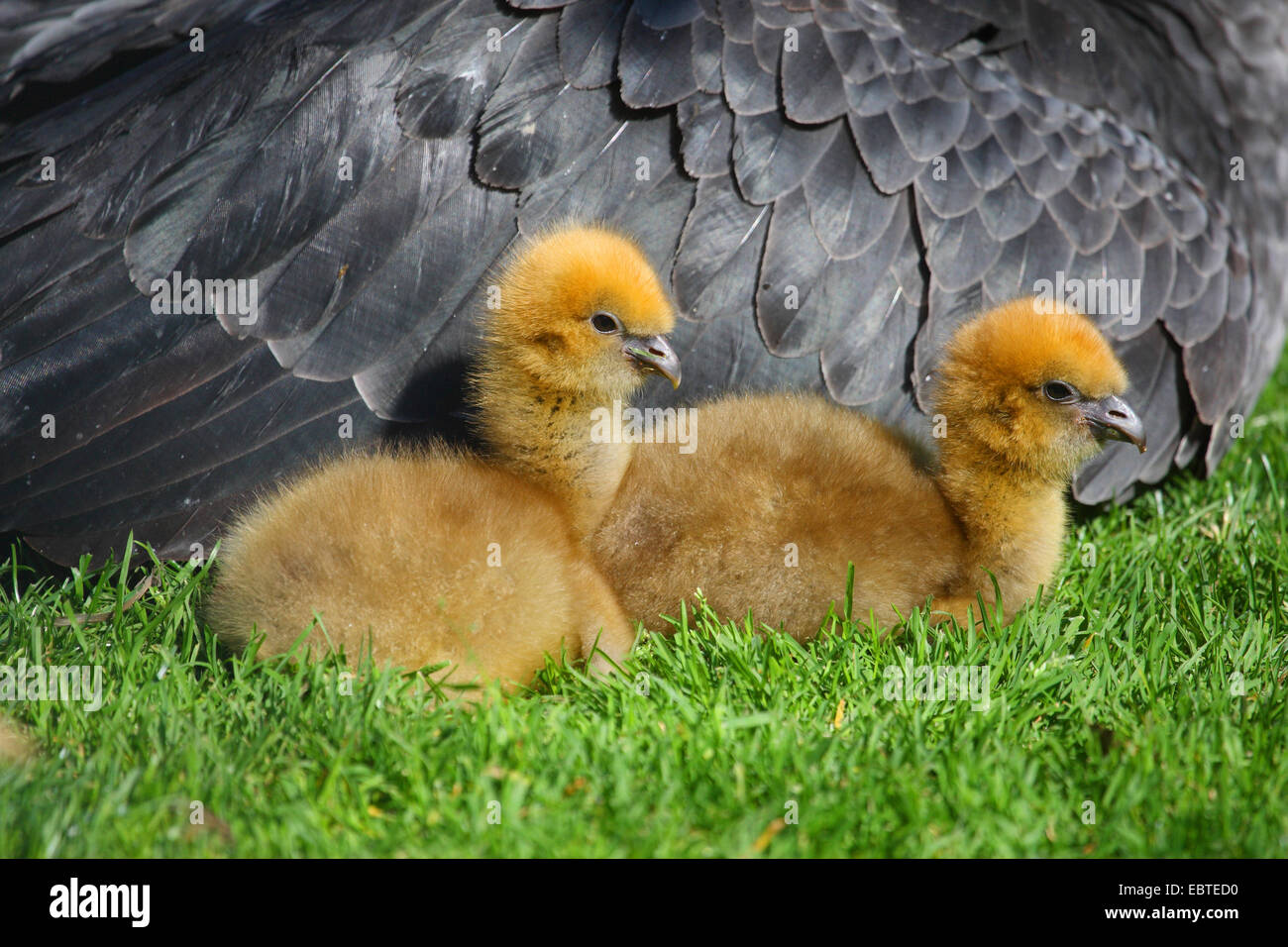 Crested screamer (Chauna torquata), due pulcini giacente nel prato accanto al genitore Foto Stock