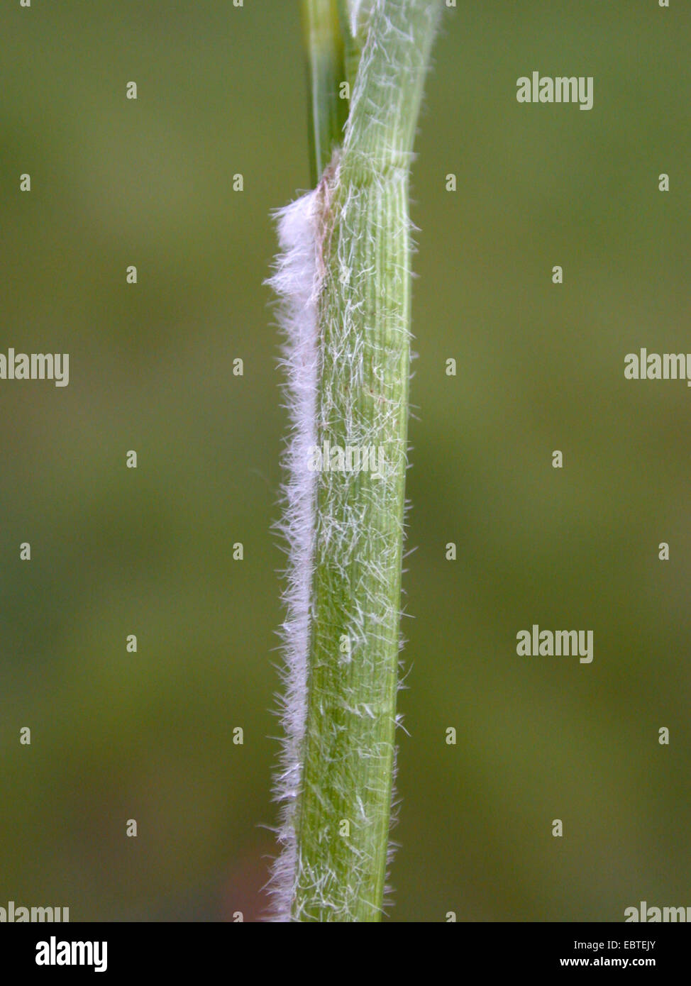 Hairy sedge (Carex hirta), germoglio peloso, Germania Foto Stock