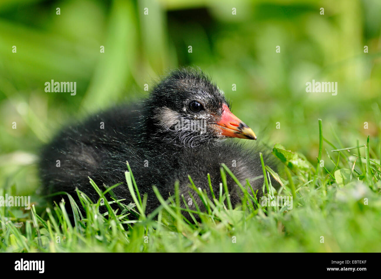 (Moorhen Gallinula chloropus), giacente in prato, in Germania, in Renania settentrionale-Vestfalia Foto Stock