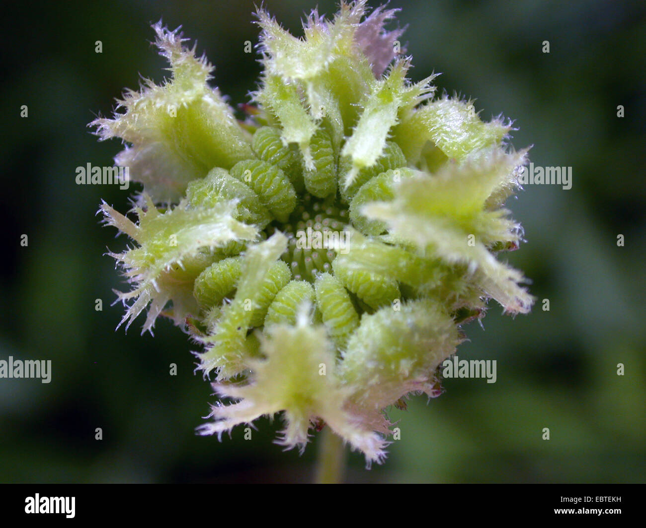 Giardino-calendula (Calendula officinalis), frutta, Germania Foto Stock