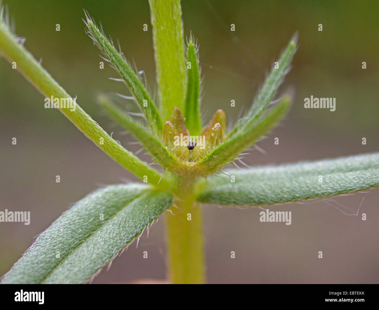 Il mais gromwell (Lithospermum arvense, Buglossoides arvense), giovane frutta, Germania Foto Stock