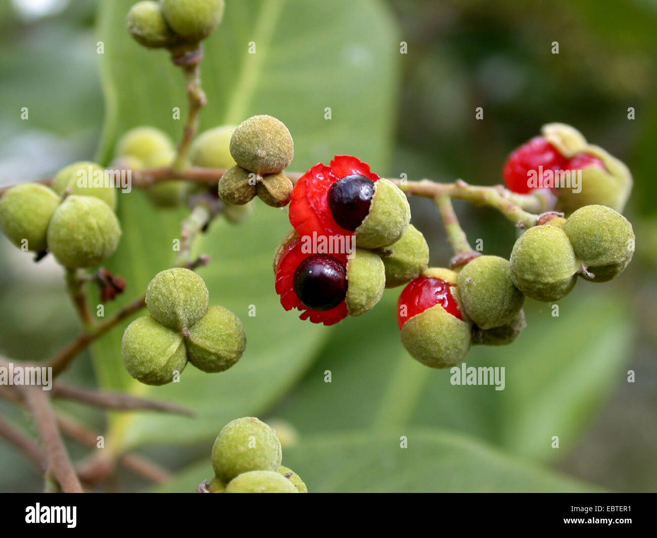 Alectryon subcinereus, Cupania subcineria, Nephelium leiocarpum (Nephelium leiocarpum), frutta Foto Stock