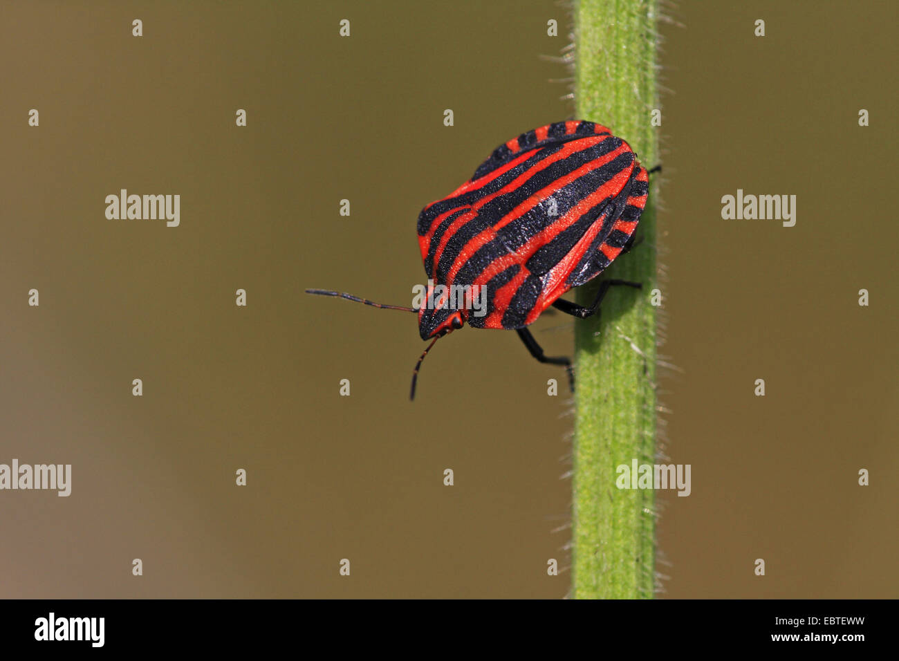 Graphosoma lineatum, Italiano Striped-Bug, menestrello Bug (Graphosoma lineatum, Graphosoma italicum), seduti a un impianto di stelo, GERMANIA Baden-Wuerttemberg Foto Stock