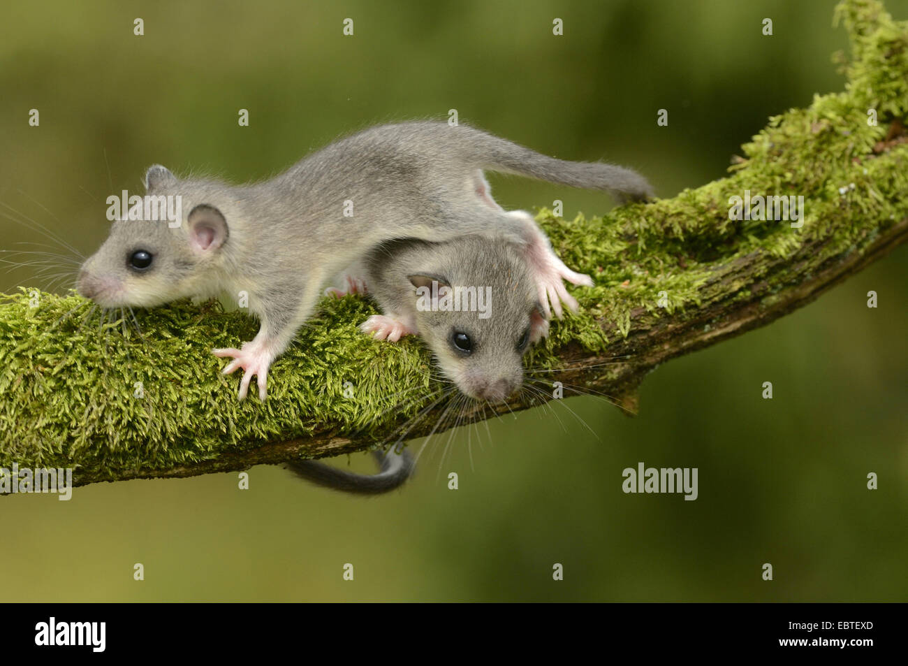 Moscardino commestibili, commestibili nessuno ghiro, grasso ghiro, scoiattolo-tailed ghiro (Glis glis), due animali seduti su un muschio ramo morto, GERMANIA Baden-Wuerttemberg Foto Stock