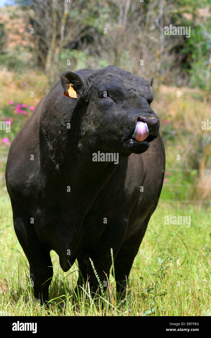 Gli animali domestici della specie bovina (Bos primigenius f. taurus), Angus permanente del bestiame al pascolo e leccare il naso Foto Stock