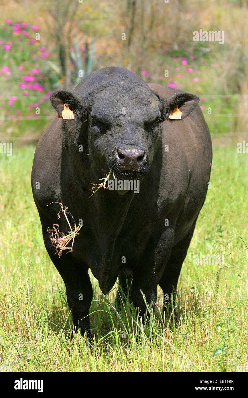 Gli animali domestici della specie bovina (Bos primigenius f. taurus), Angus il pascolo di bestiame su un pascolo Foto Stock