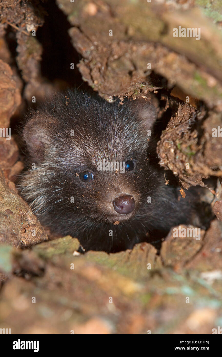 Cane procione (Nyctereutes procyonoides), giovane cane procione nel foro albero, Germania Foto Stock