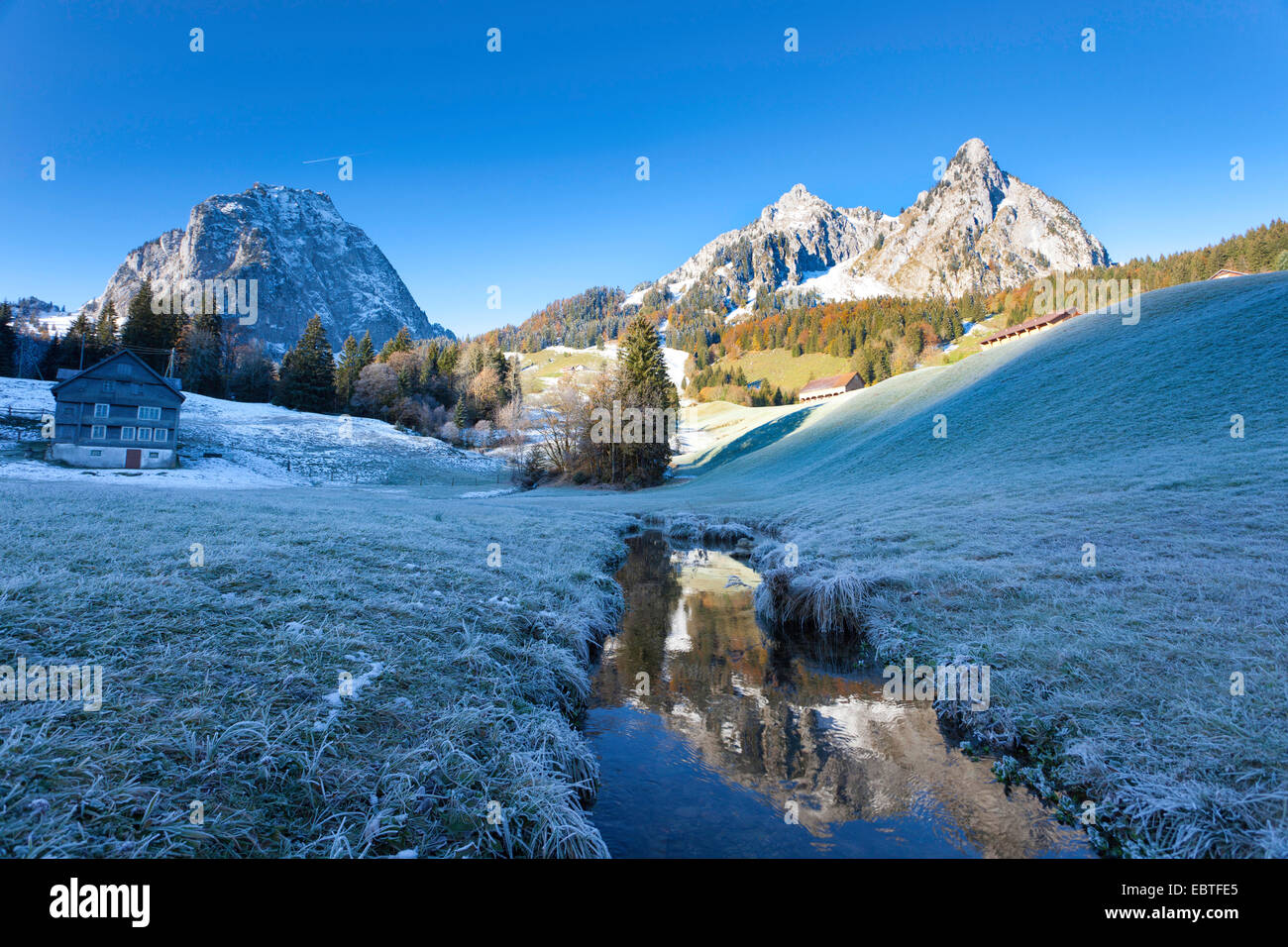 Brina in un prato di montagna, Mythen montagne sullo sfondo, Svizzera, Kanton Schwyz, Mythen Foto Stock