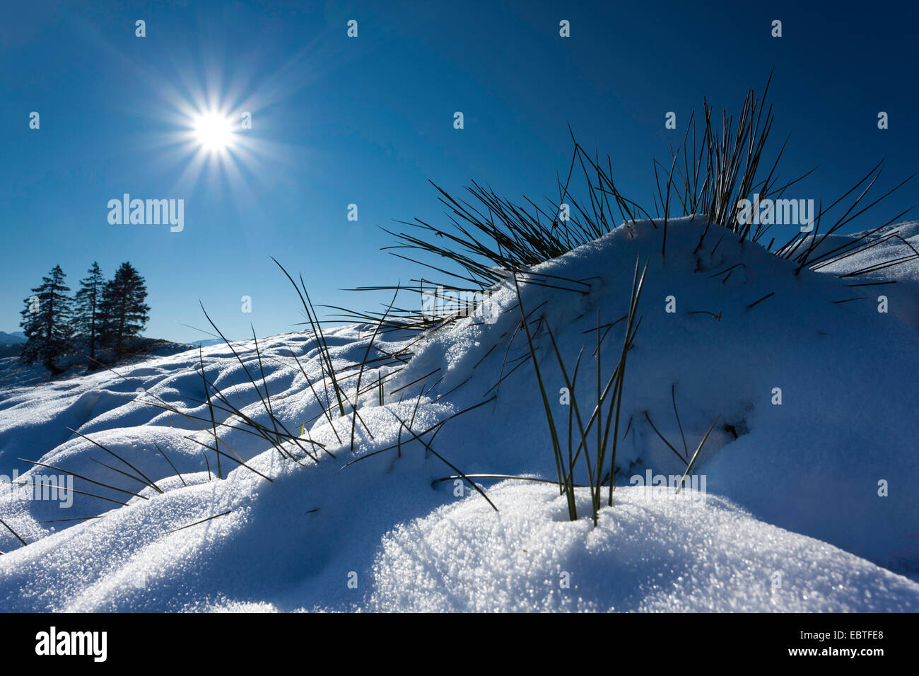 La neve sul prato di montagna in controluce, Svizzera, Kanton Schwyz, Ibach Foto Stock