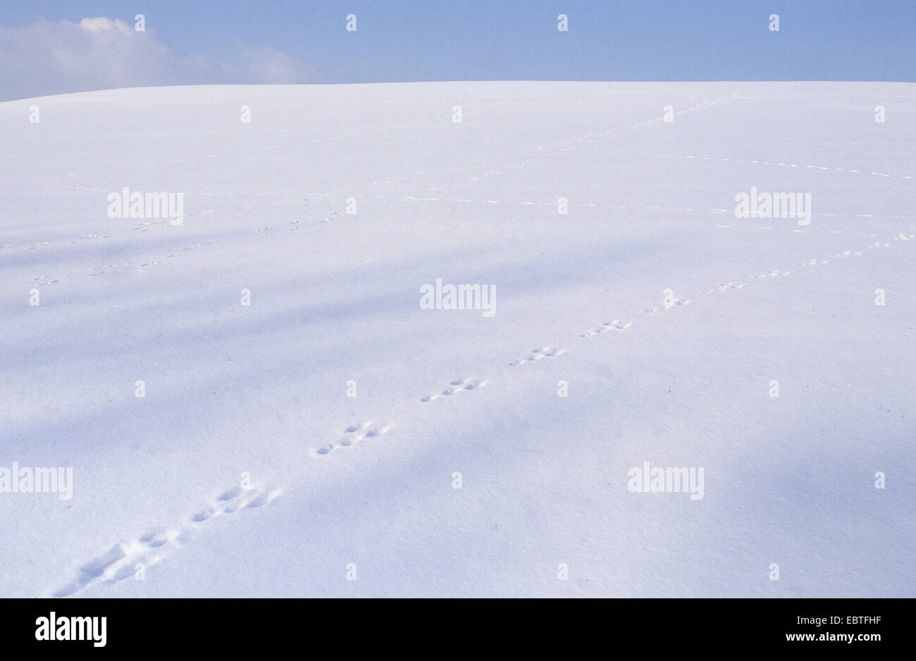 Unione lepre (Lepus europaeus), le tracce nella neve, Germania Foto Stock