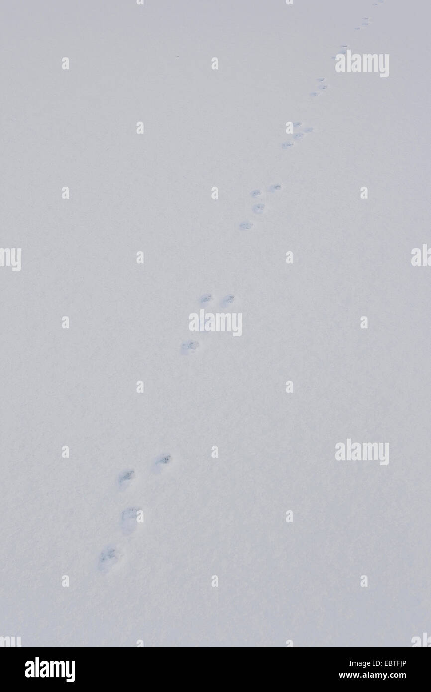 Unione martora (Martes martes), le tracce nella neve, Germania Foto Stock