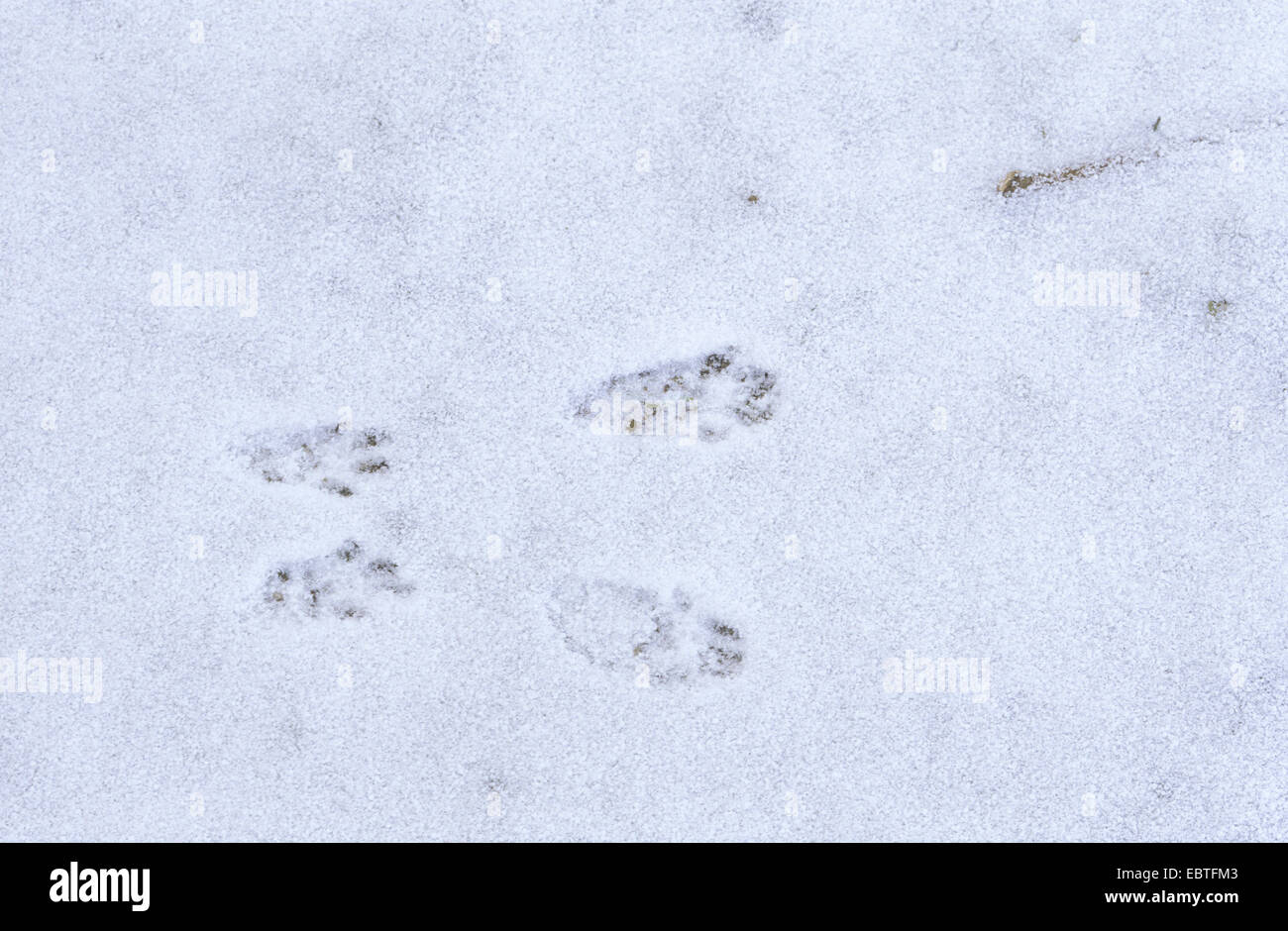 Unione scoiattolo rosso, Eurasian red scoiattolo (Sciurus vulgaris), le tracce nella neve, Germania Foto Stock