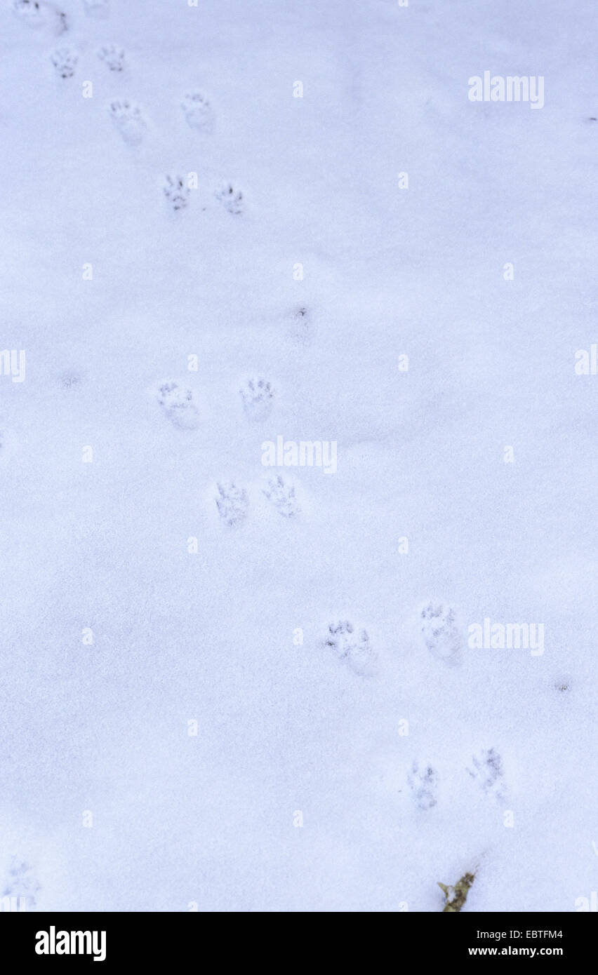 Unione scoiattolo rosso, Eurasian red scoiattolo (Sciurus vulgaris), le tracce nella neve, Germania Foto Stock