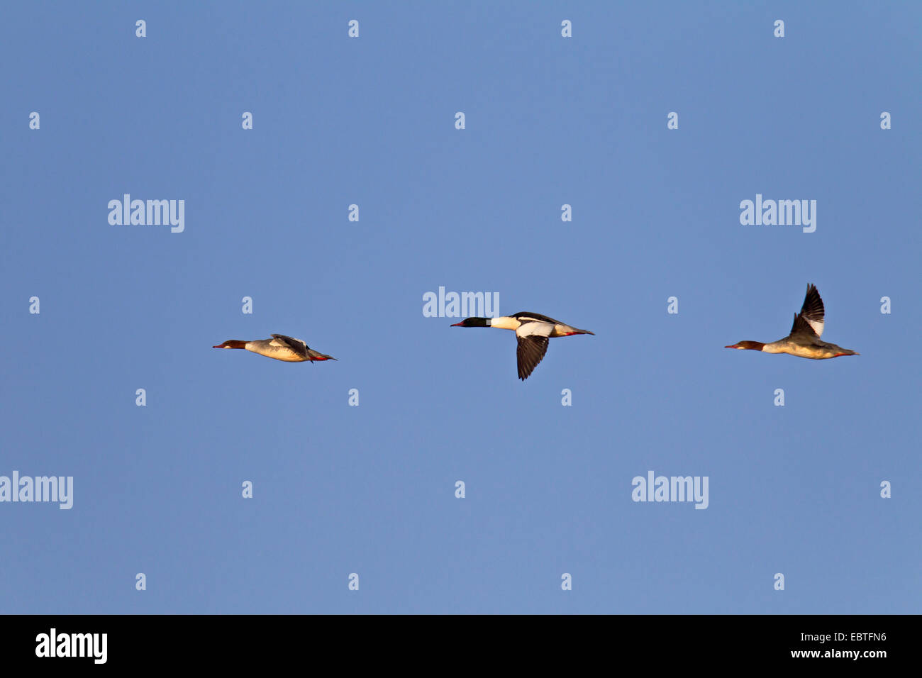 Smergo maggiore (Mergus merganser), maschi e femmine battenti, Germania, Schleswig-Holstein Foto Stock