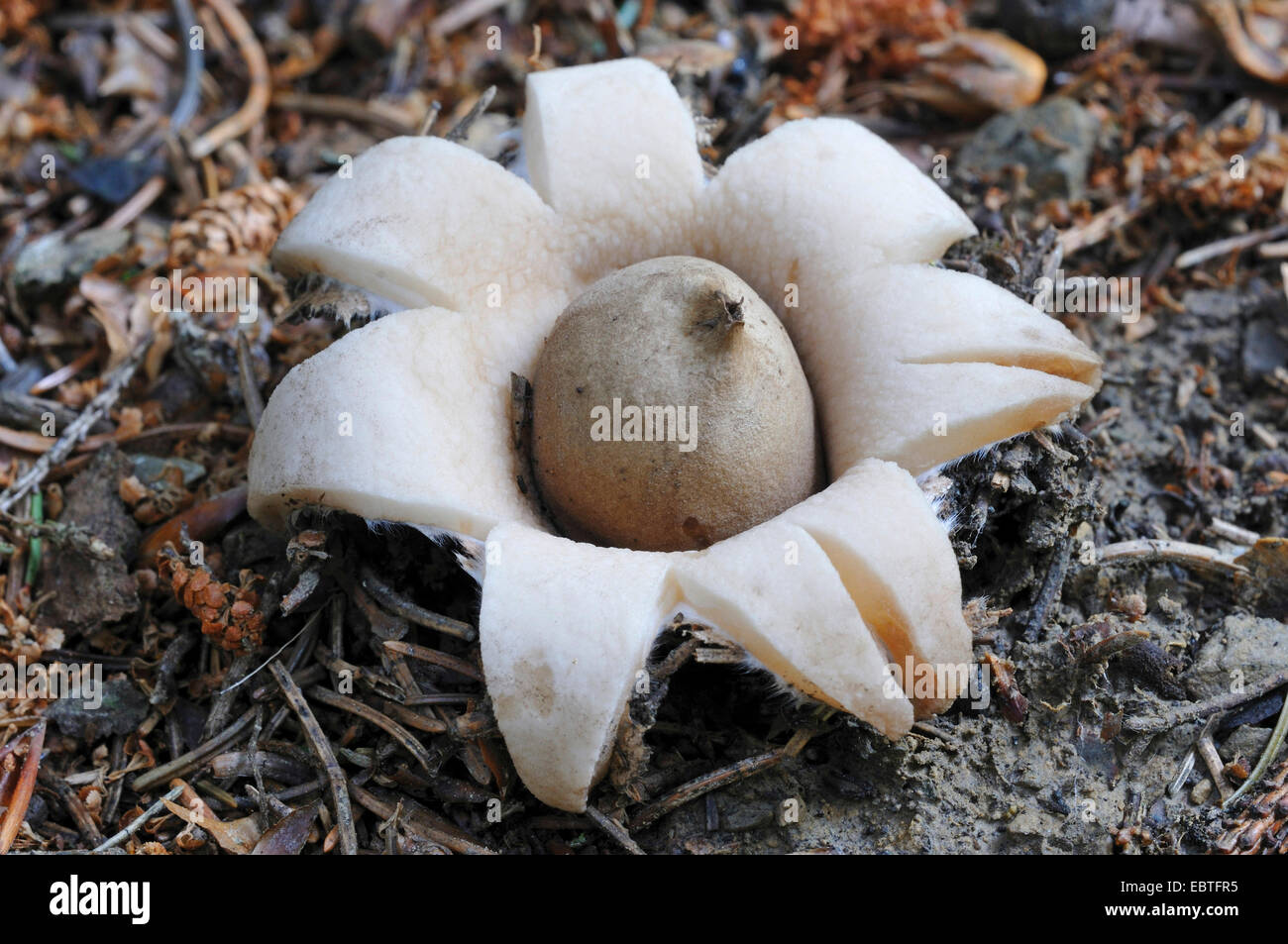 Sessili earthstar (Geastrum sessili, Geastrum fimbriatum), corpo fruttifero sul terreno del suolo, in Germania, in Renania settentrionale-Vestfalia Foto Stock