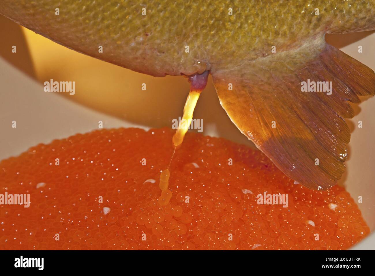 Trota marmorata (Salmo marmotatus), spawner ad una inseminazione artificiale Foto Stock