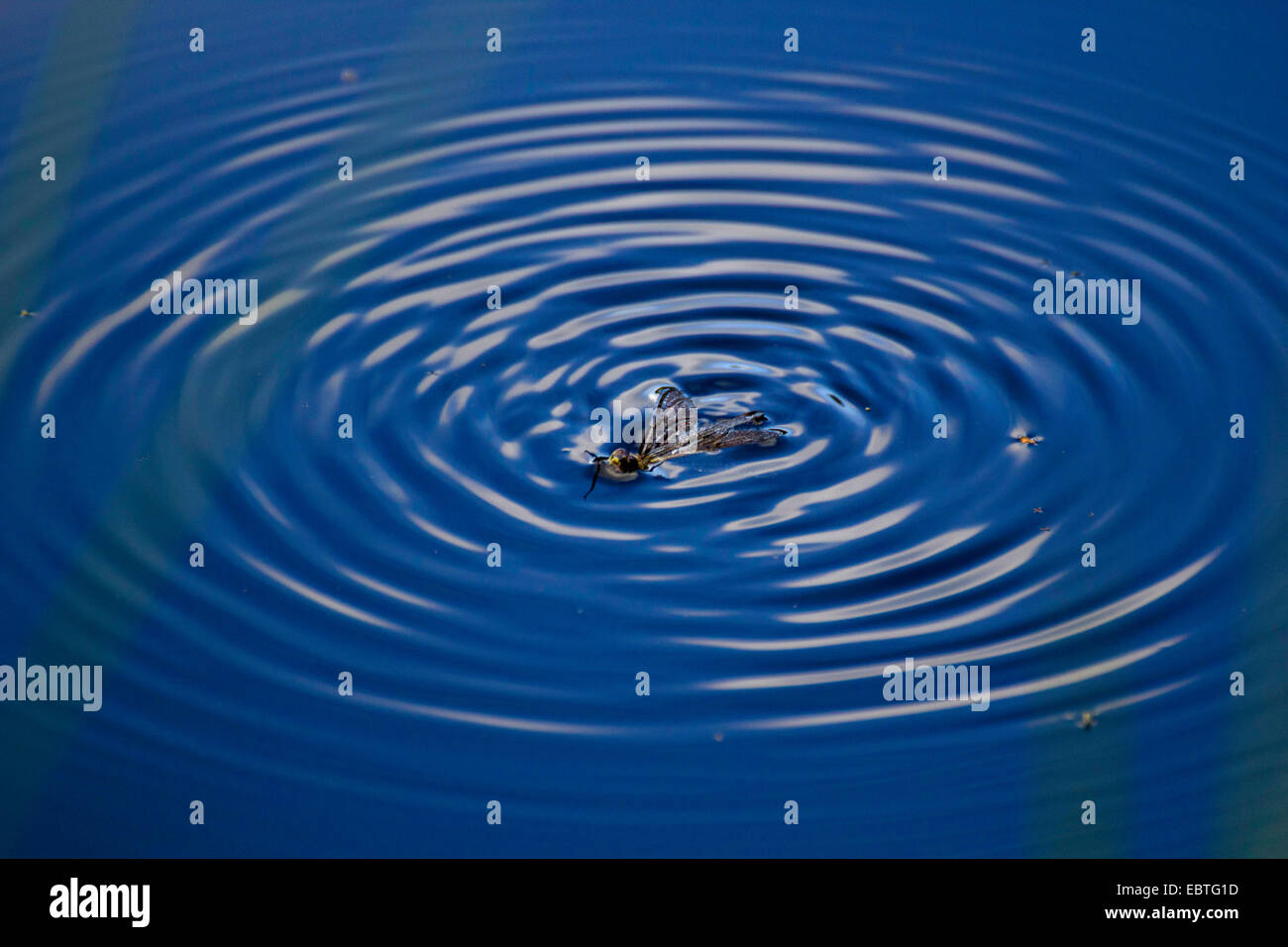 Volare in acqua, Germania, Sassonia Foto Stock