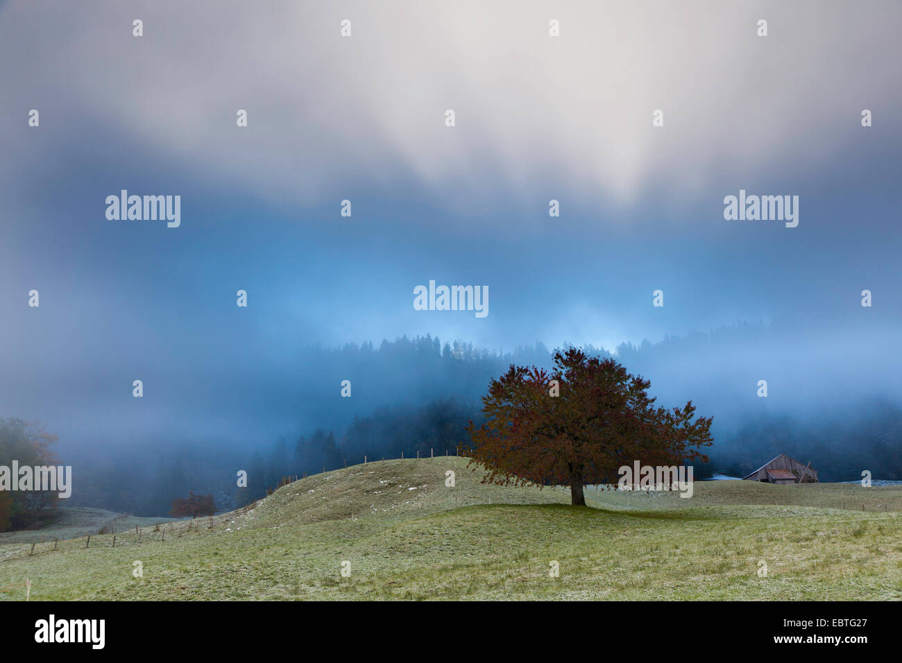 In Mostelberg misty umore, Svizzera, Kanton Schwyz Foto Stock