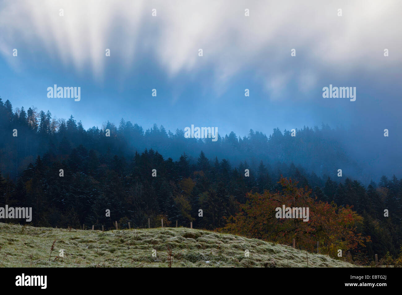 In Mostelberg misty umore, Svizzera, Kanton Schwyz Foto Stock