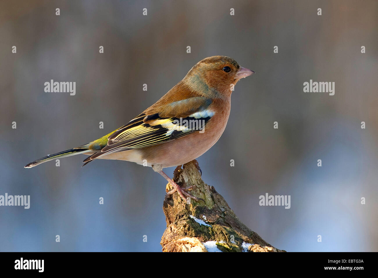 (Fringuello Fringilla coelebs), seduto su un albero di stub, Germania Foto Stock