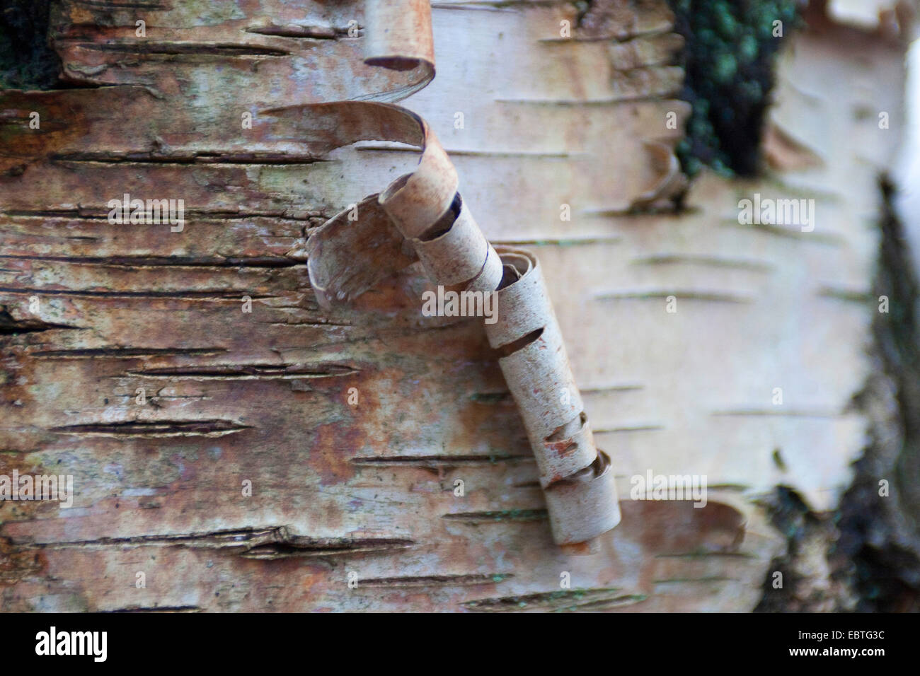 Comune di betulla, argento betulla, bianco europeo betulla, bianco (betulla Betula pendula, betula alba), corteccia, Germania Foto Stock