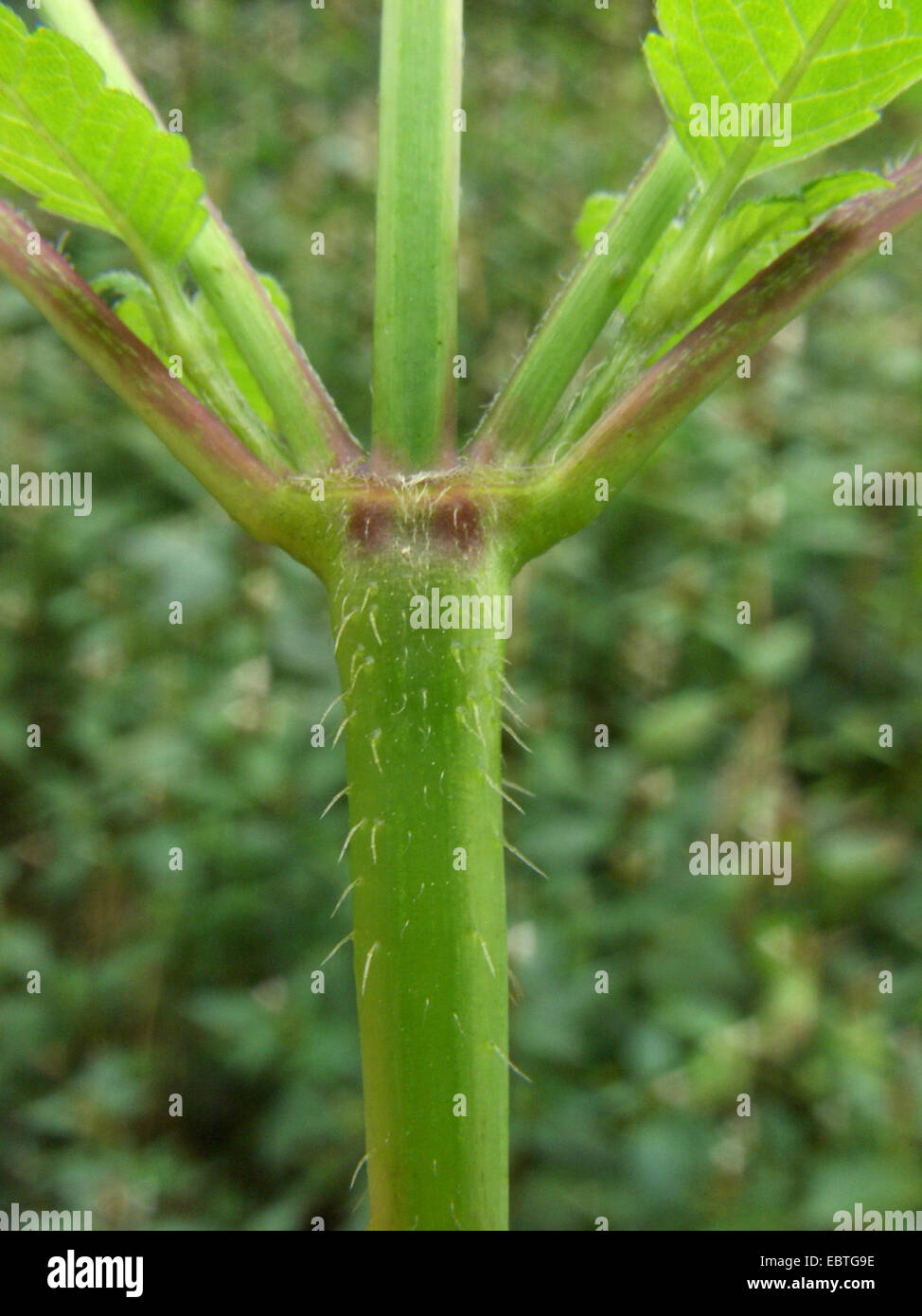 La canapa comune ortica, fragile-stelo hempnettle (Galeopsis tetrahit), il germoglio, Germania Foto Stock
