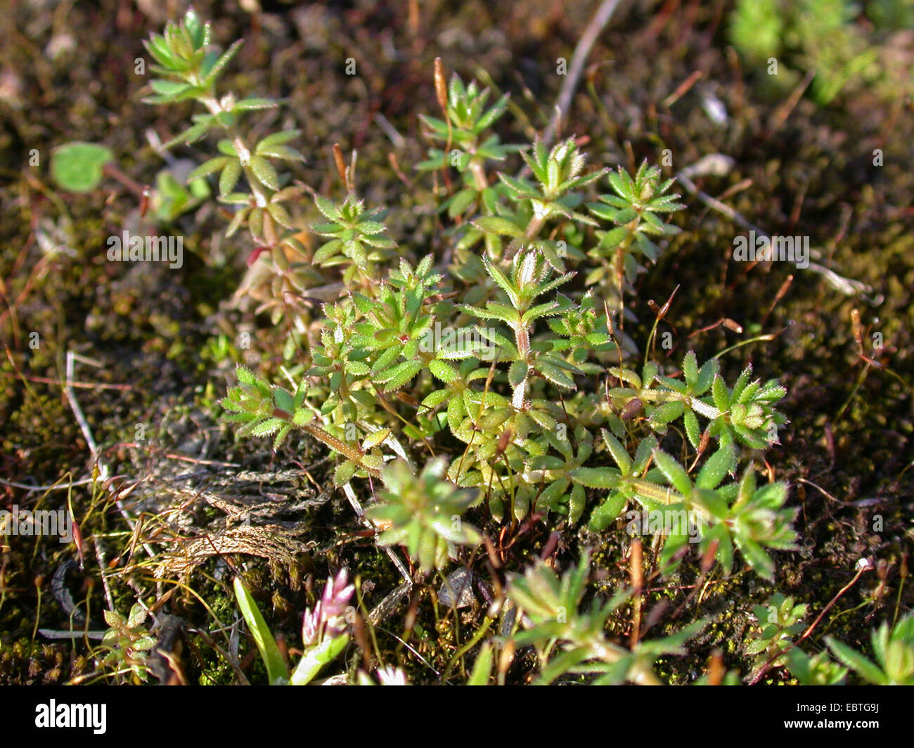 Parete (bedstraw Galium parisiense), Germania Foto Stock