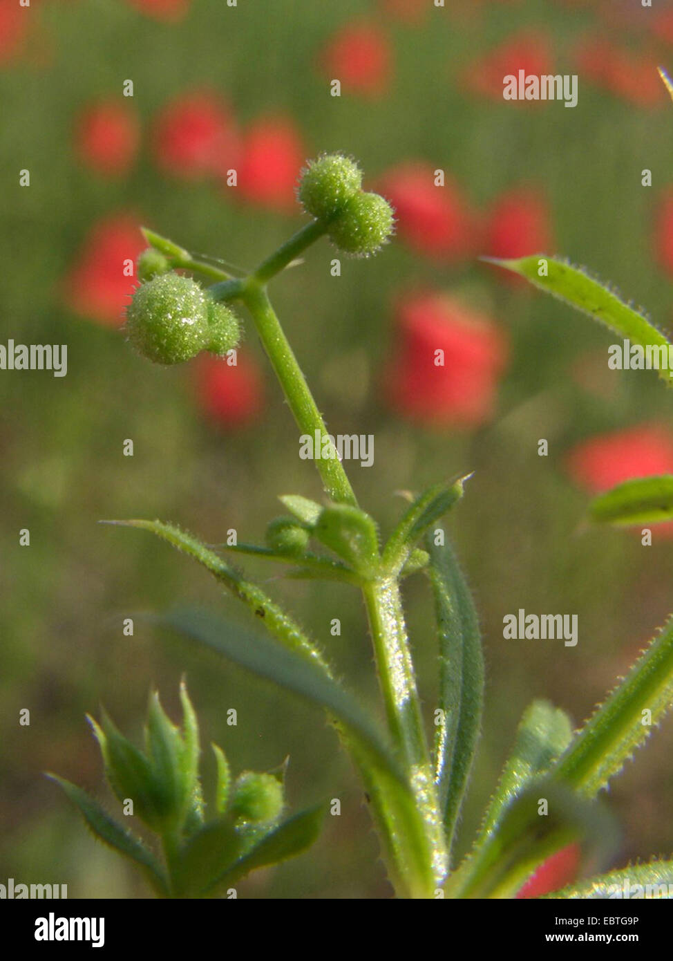 Falso cleavers, Marin County (bedstraw Galium spurium), frutta, Polonia Foto Stock