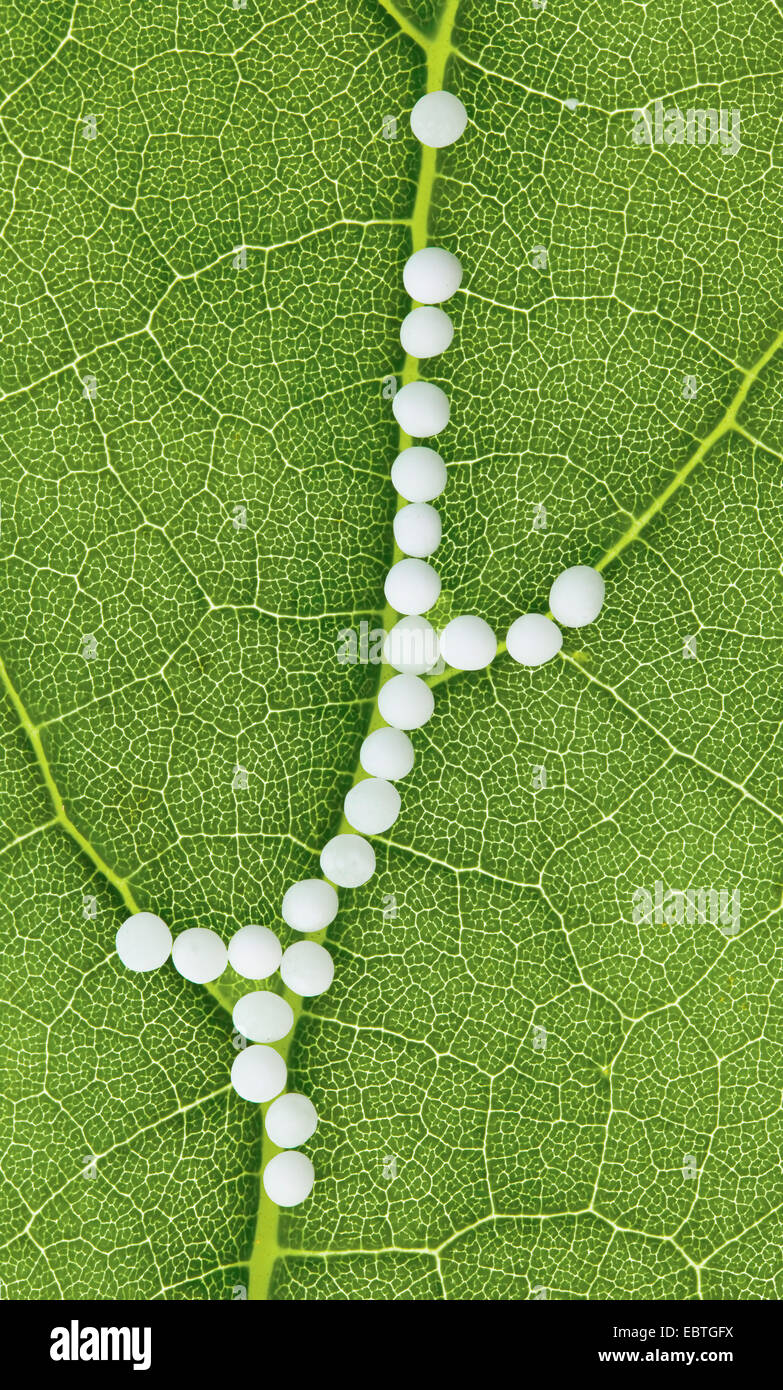 I globuli nel trattamento delle malattie nel dolce, medicina alternativa Foto Stock