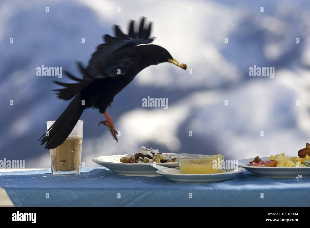 Gracchio alpino (Pyrrhocorax graculus), rubando il pancake da una piastra, Austria Foto Stock