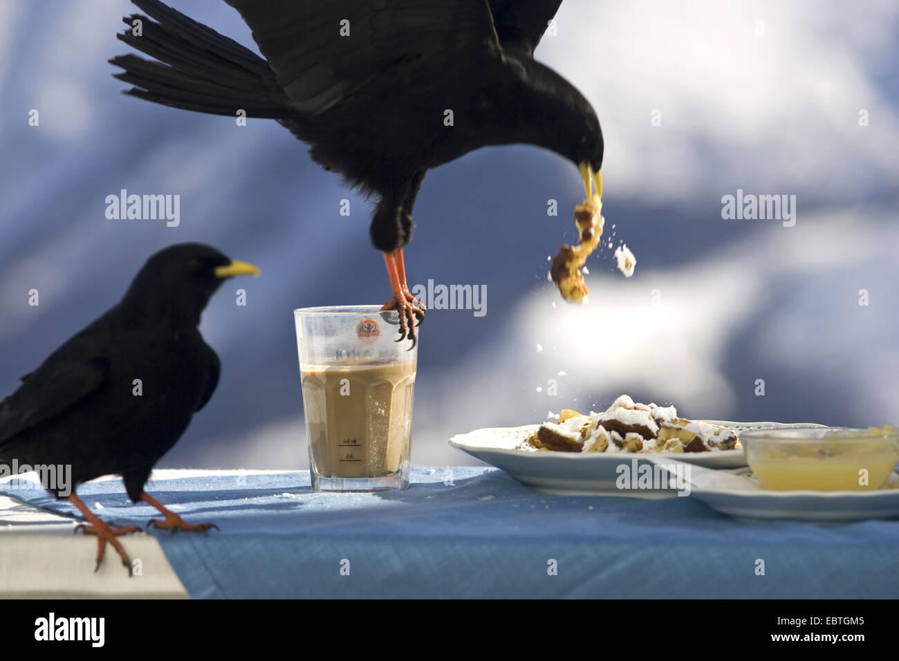 Gracchio alpino (Pyrrhocorax graculus), rubando il pancake da una piastra, Austria Foto Stock