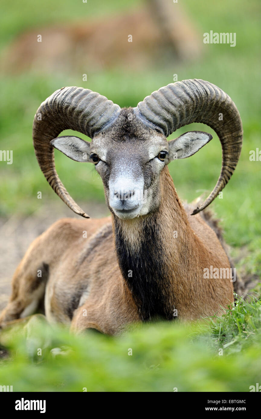 Muflone (Ovis musimon, Ovis gmelini musimon, Ovis orientalis musimon), giacente in un prato Foto Stock