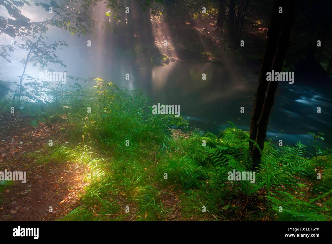 Fiume in una foresta in mattina umido, in Germania, in Sassonia, Vogtland, Triebtal Foto Stock